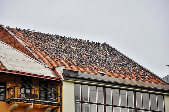 A2B Pest Control are able to install spikes to deter birds from roofs in Penrith. 