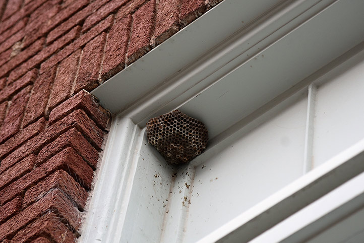 We provide a wasp nest removal service for domestic and commercial properties in Penrith.